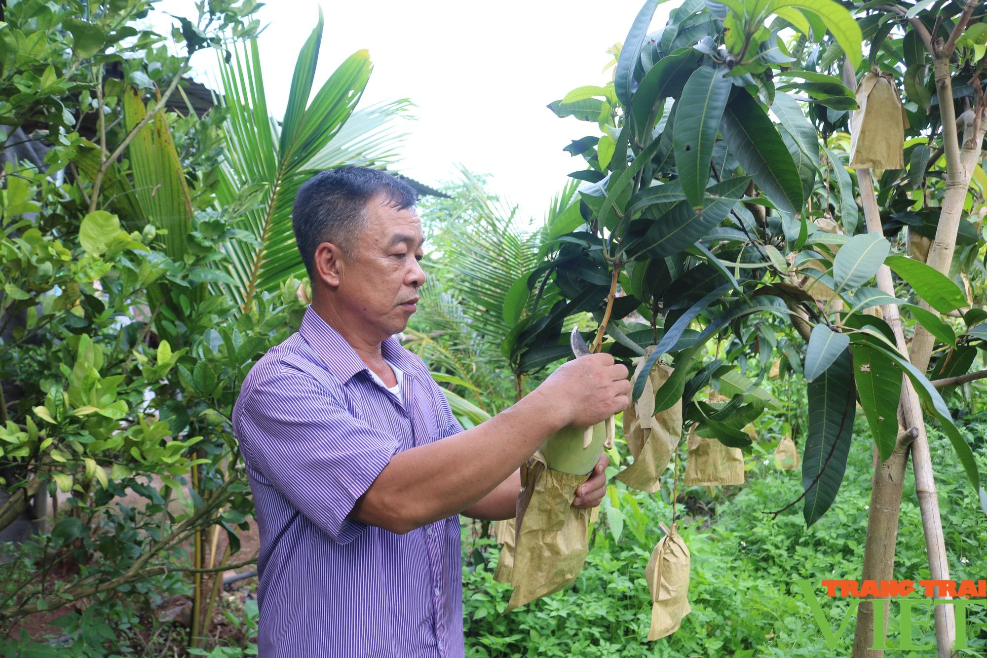 Yên Châu: Đất dốc được phủ xanh bằng cây ăn quả - Ảnh 5.