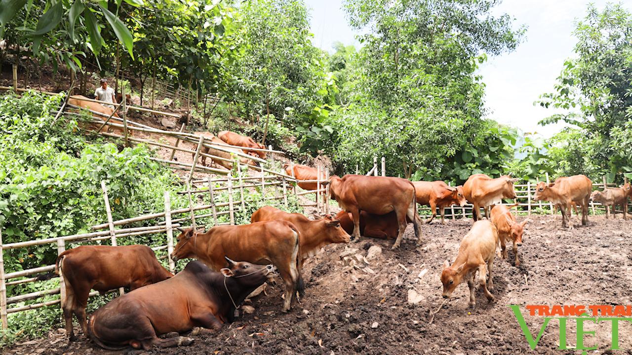 Lão nông người Mường có cuộc sống ấm no từ việc chăn nuôi bò - Ảnh 3.