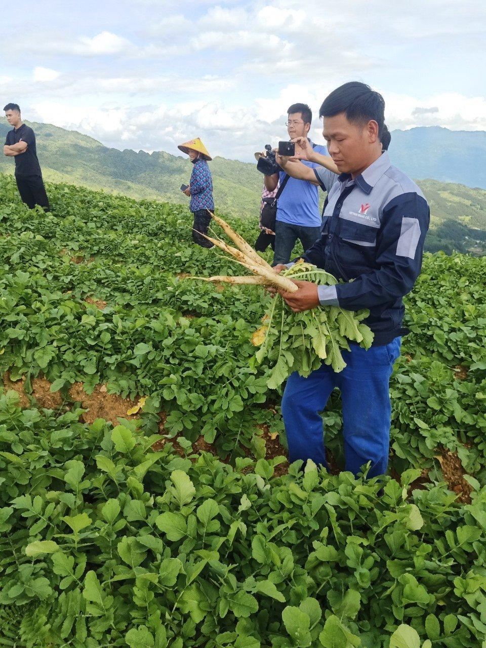 Nông sản Xín Mần từng bước xuất ngoại - Ảnh 2.