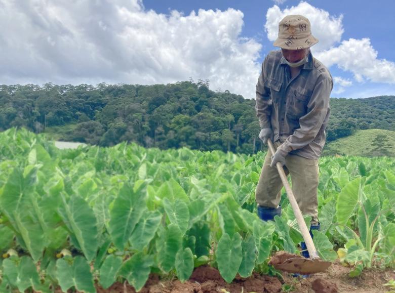 Cây khoai môn bén rễ trên vùng đất Đạ Chais đang mở ra hướng đi mới cho nhà nông địa phương