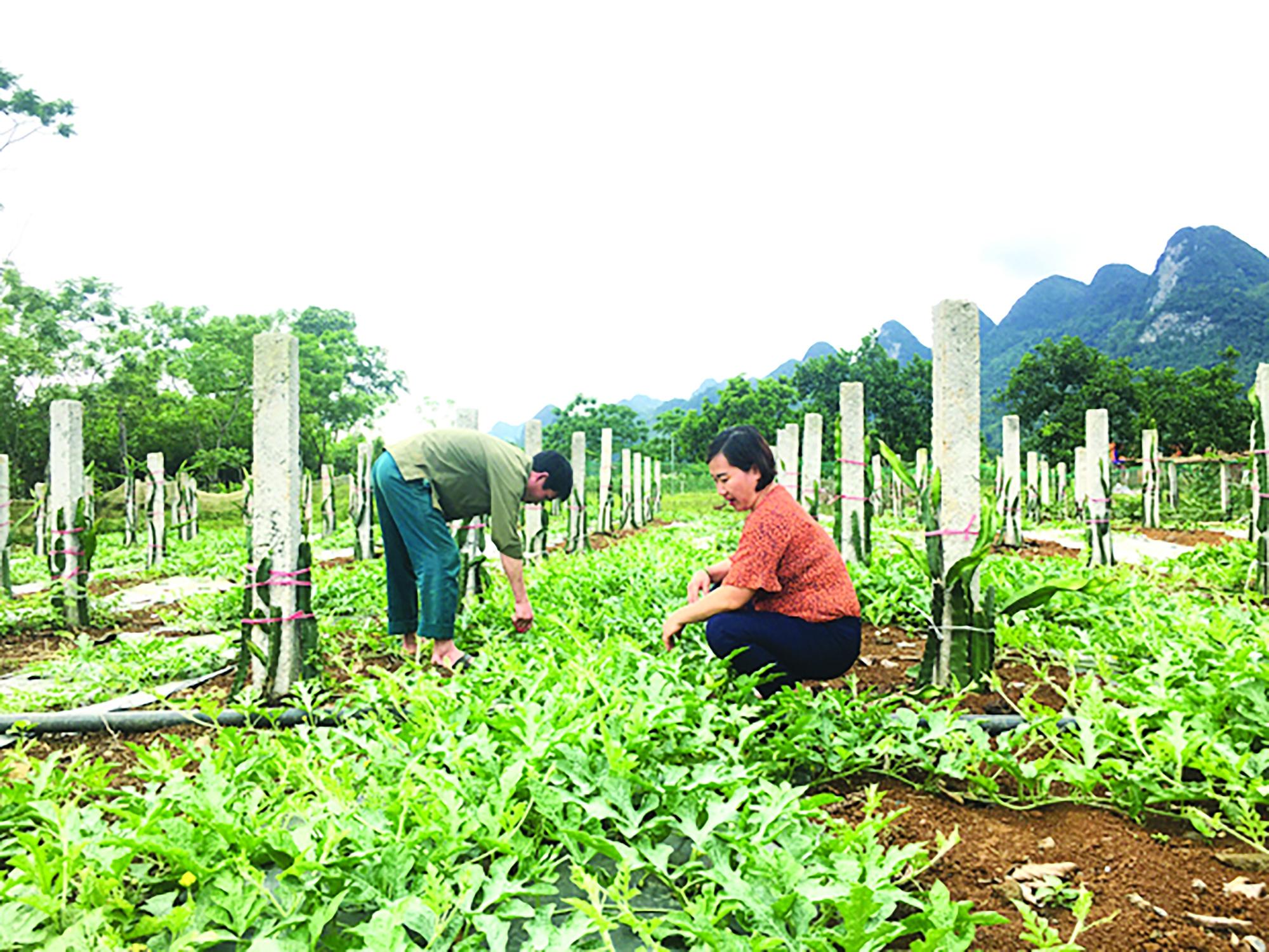 Xã Phong Quang phát động làm đường bê tông xây dựng nông thôn mới gắn với cải tạo vườn tạp - Ảnh 2.