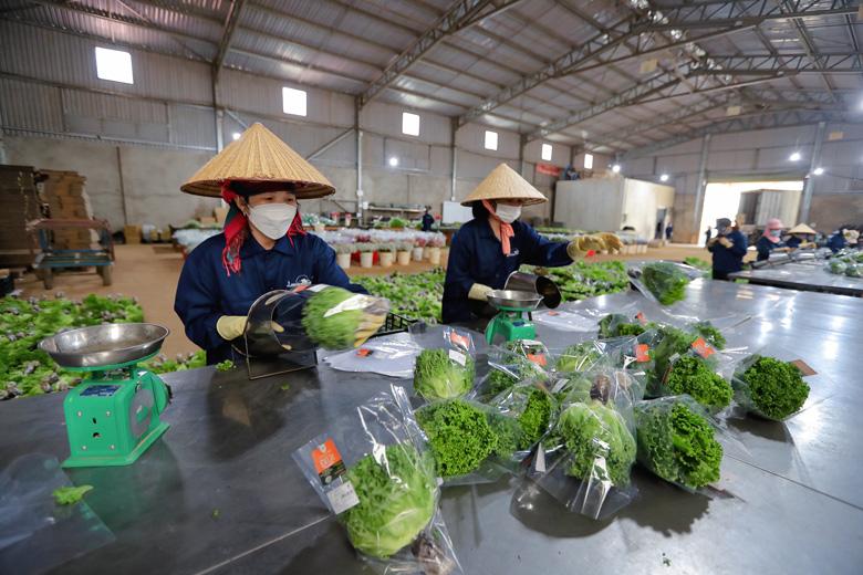 Công nhân trang trại Langbiang Farm đang sơ chế rau trước khi đóng gói cho vào kho lạnh