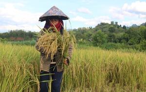 Mùa vàng bội thu ở vùng cao Yên Châu - Sơn La