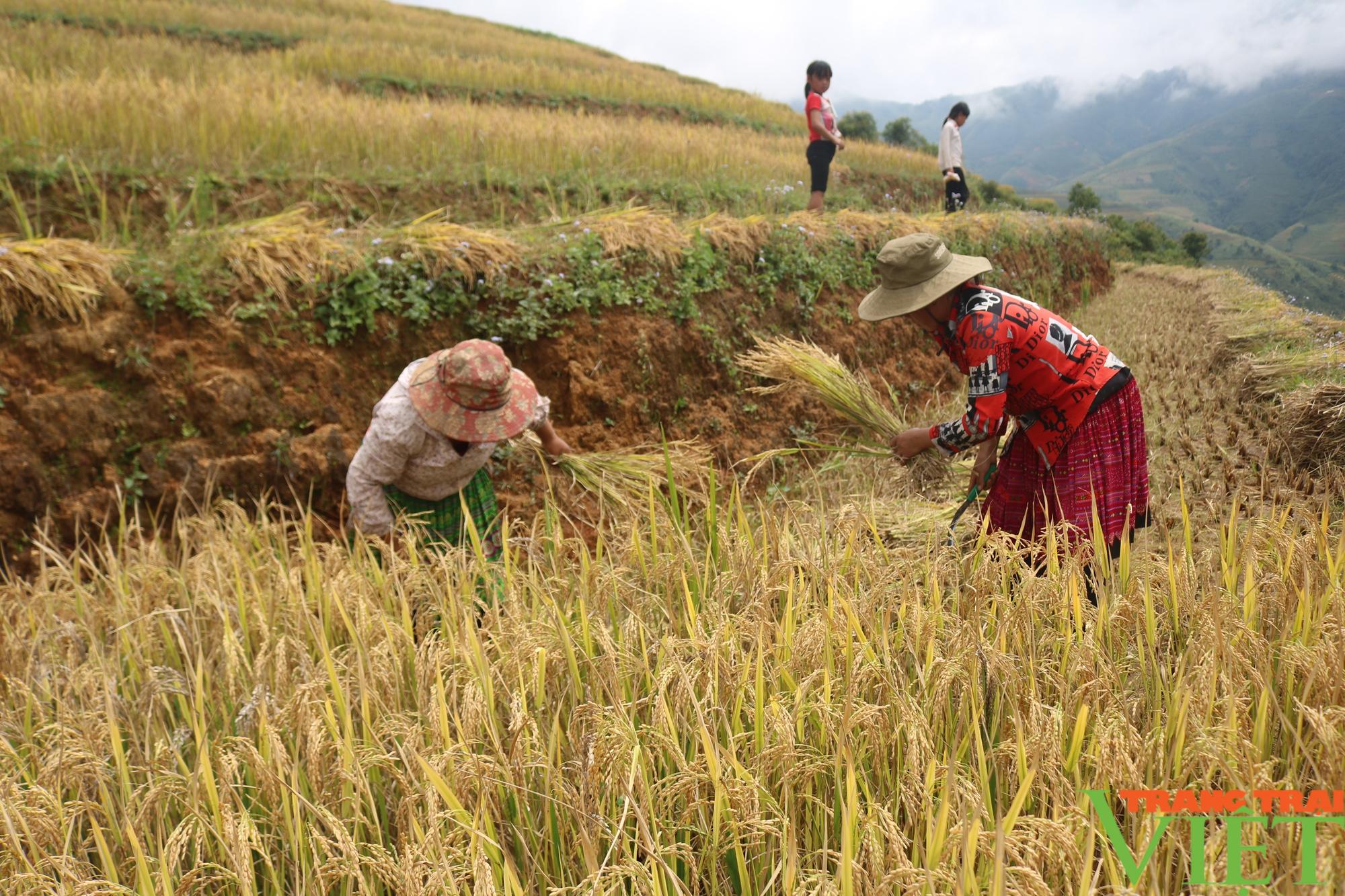 Mùa vàng bội thu ở vùng cao Sơn La - Ảnh 10.