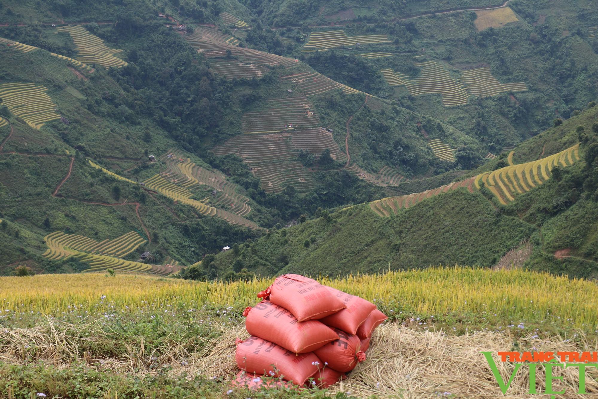 Mùa vàng trên những thửa ruộng bậc thang ở xã vùng cao Sơn La - Ảnh 13.