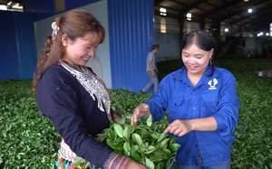 Lai Châu: Nâng Sao các sản phẩm OCOP mở rộng thị trường