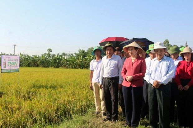 Hieu qua tu su dung phan bon la huu co tren cay lua hinh anh 1
