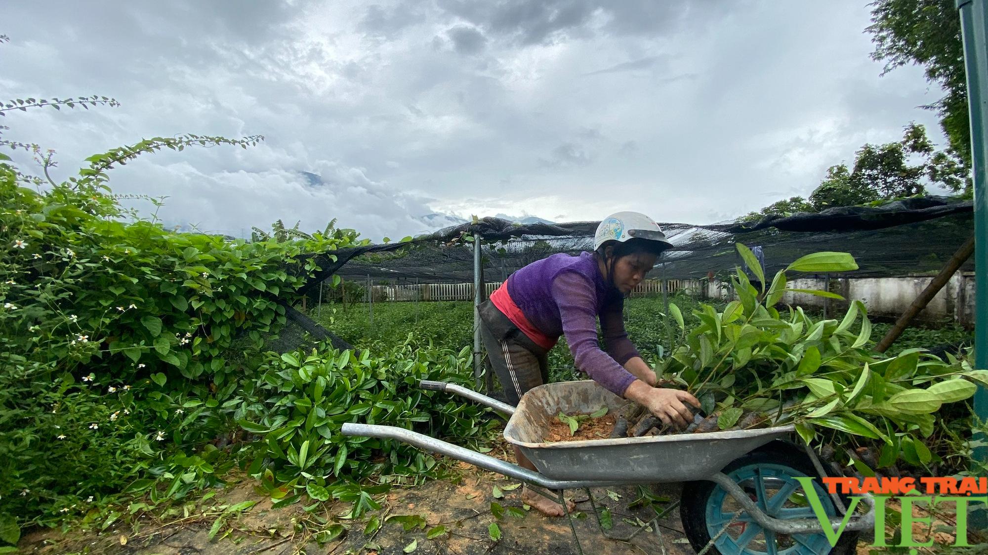 Huyện biên giới Nậm Nhùn ở Lai Châu đẩy mạnh phát triển rừng - Ảnh 7.