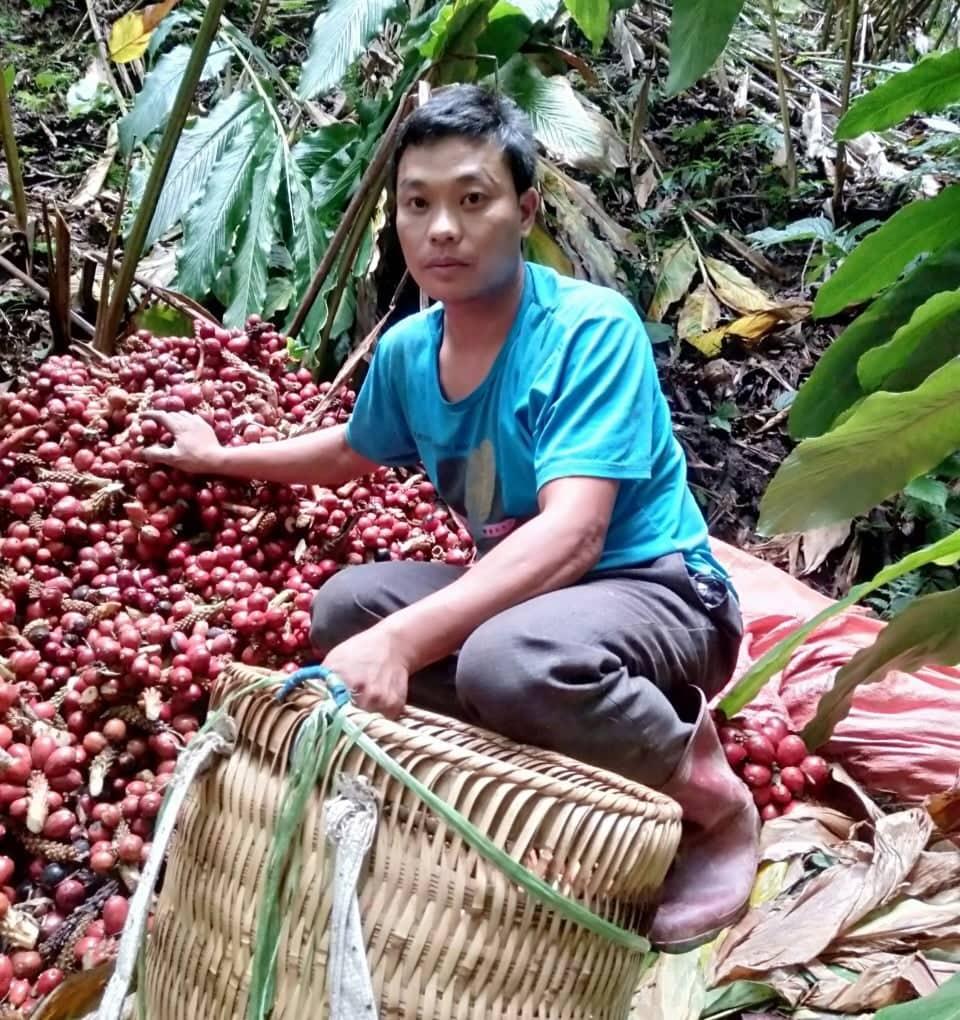 Điện Biên: Cây gì trồng dưới tán rừng ở xã Tênh Phông, người dân không phải chăm sóc, mà thoải mái thu tiền - Ảnh 3.