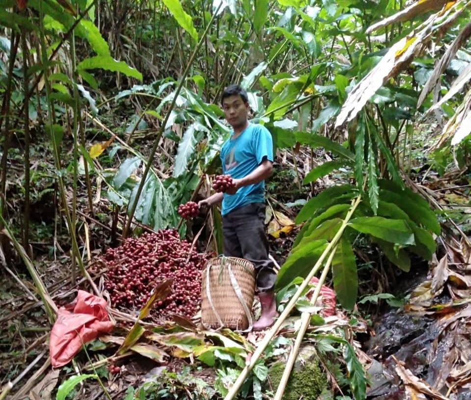 Điện Biên: Cây gì trồng dưới tán rừng ở xã Tênh Phông, người dân không phải chăm sóc, mà thoải mái thu tiền - Ảnh 1.