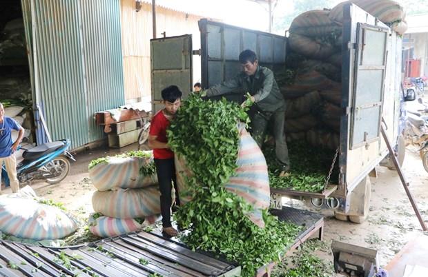 Cay che giup dong bao vung cao Lai Chau xoa doi giam ngheo hinh anh 1