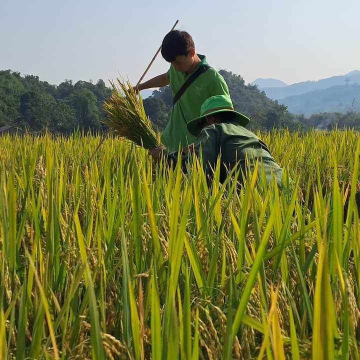 Triển vọng giống lúa mới TBR 97 tại huyện vùng cao Hòa Bình - Ảnh 4.