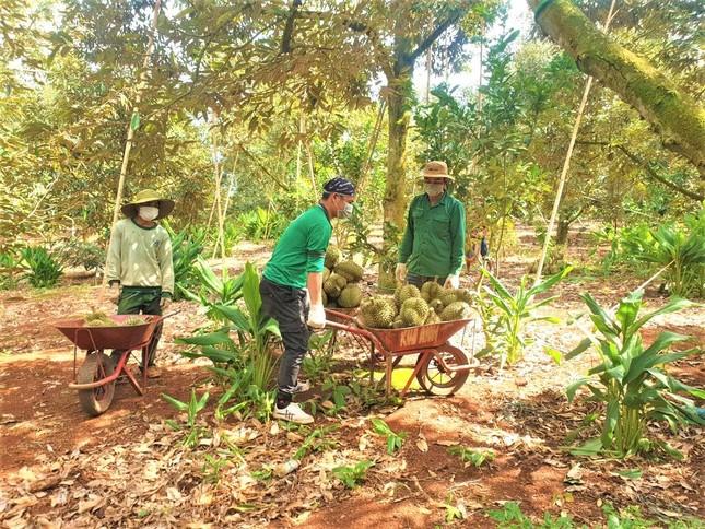 Vụ nhập nhèm mã vùng trồng sầu riêng: Giám đốc doanh nghiệp nhận lỗi - Ảnh 1.