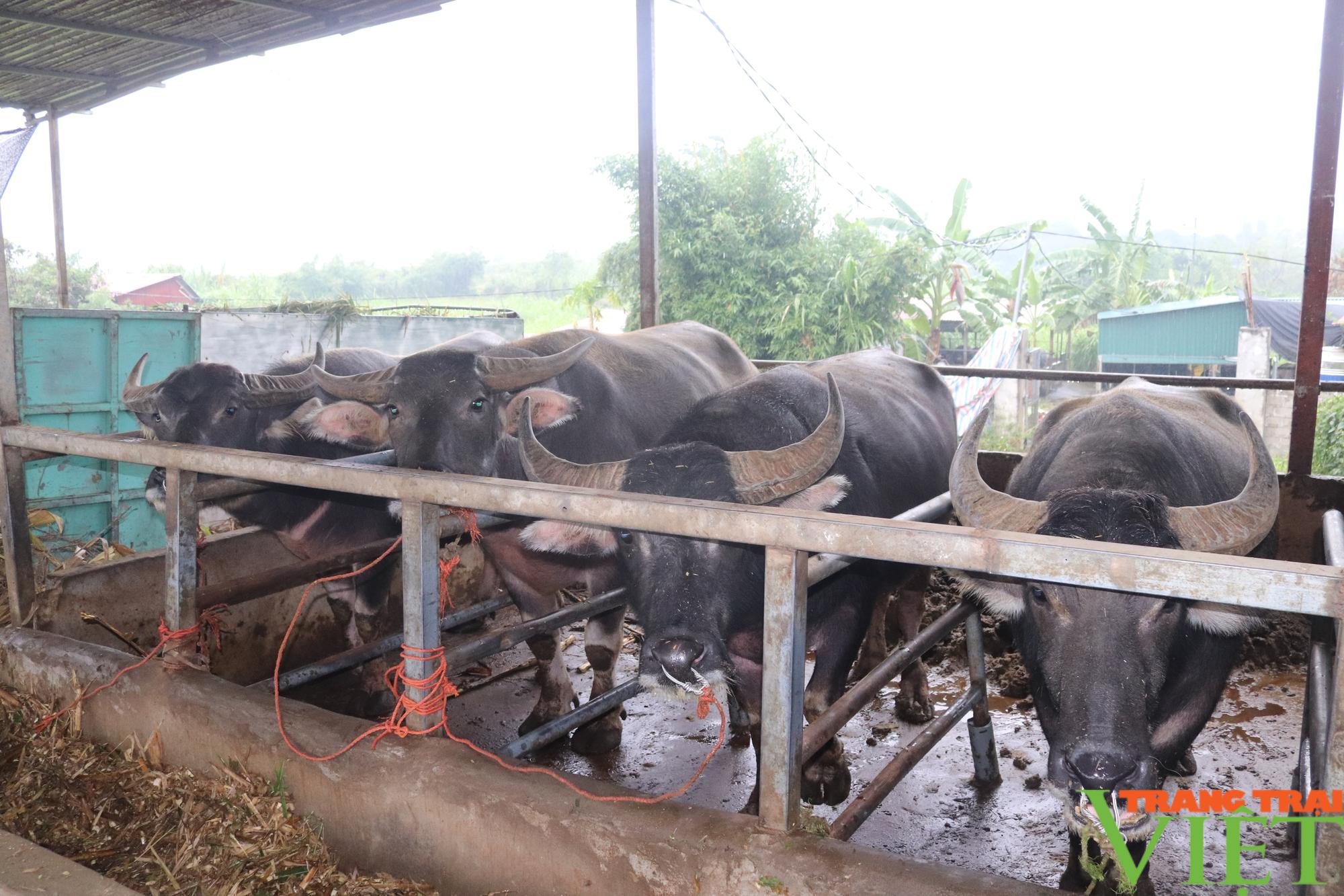 Nông dân Hoà Bình tiết lộ bí quyết biến trâu gầy thành trâu béo  - Ảnh 5.