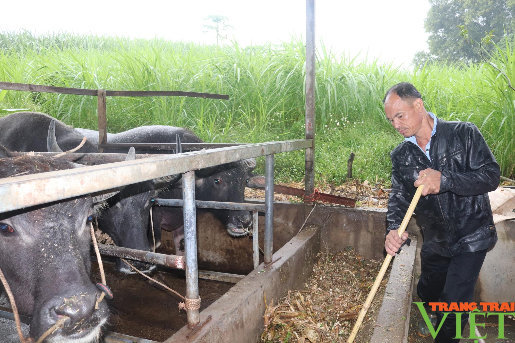 Nông dân Hoà Bình tiết lộ bí quyết biến trâu gầy thành trâu béo  - Ảnh 2.