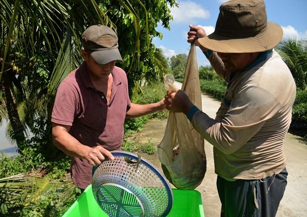 Nuoi ca chach lau ket hop voi ca heo mang lai hieu qua kinh te cao o Dong Thap hinh anh 4