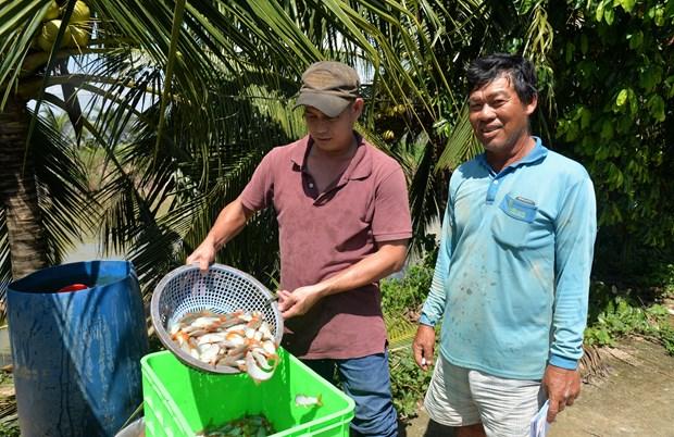 Nuoi ca chach lau ket hop voi ca heo mang lai hieu qua kinh te cao o Dong Thap hinh anh 2