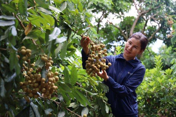 Vùng cao Yên Châu, trái ngọt thay mùa quả đắng  - Ảnh 1.