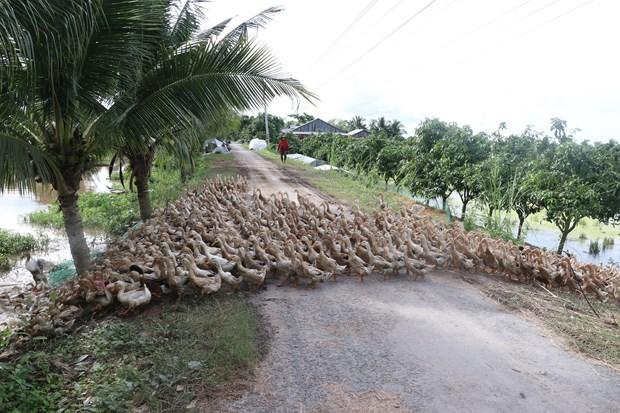 Hieu qua cao tu nuoi vit co lay trung o Dong Thap hinh anh 3