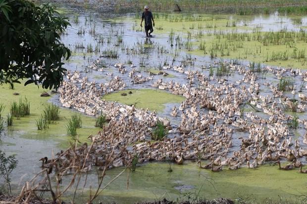 Hieu qua cao tu nuoi vit co lay trung o Dong Thap hinh anh 1