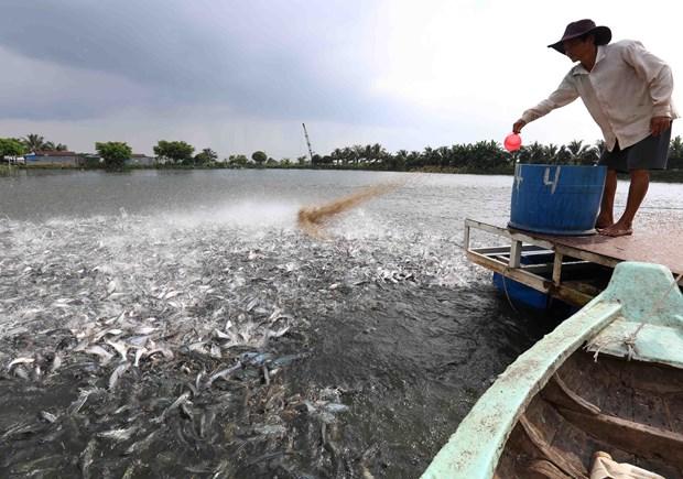 Nuoi ca tra nguyen lieu lai hon 1,7 ty dong/ha hinh anh 1