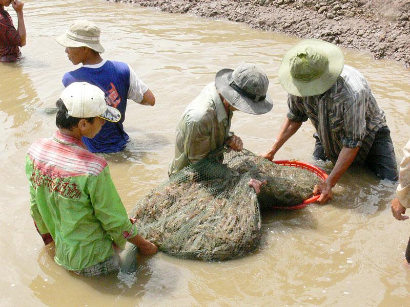 Chống chịu biến đổi khí hậu, chuyển đổi sinh kế bền vững ở ĐBSCL: Hiệu quả từ những mô hình nuôi trồng thủy sản - Ảnh 1.