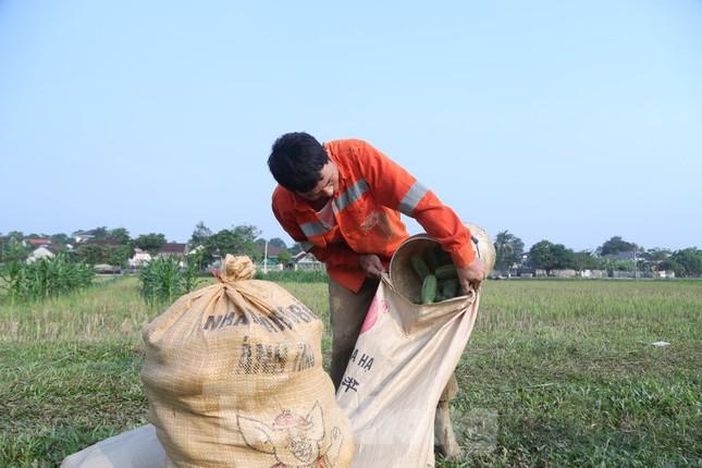 Nghệ An: Dưa chuột vụ đông được mùa, trĩu quả, hái không kịp bán - Ảnh 4.