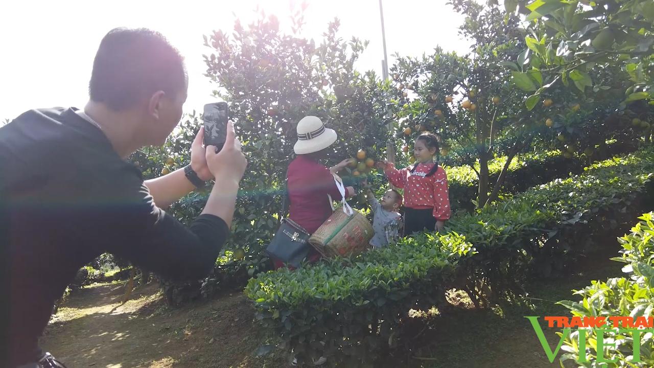 Trải nghiệm vườn cam vàng ươm tại cao nguyên Mộc Châu - Ảnh 4.