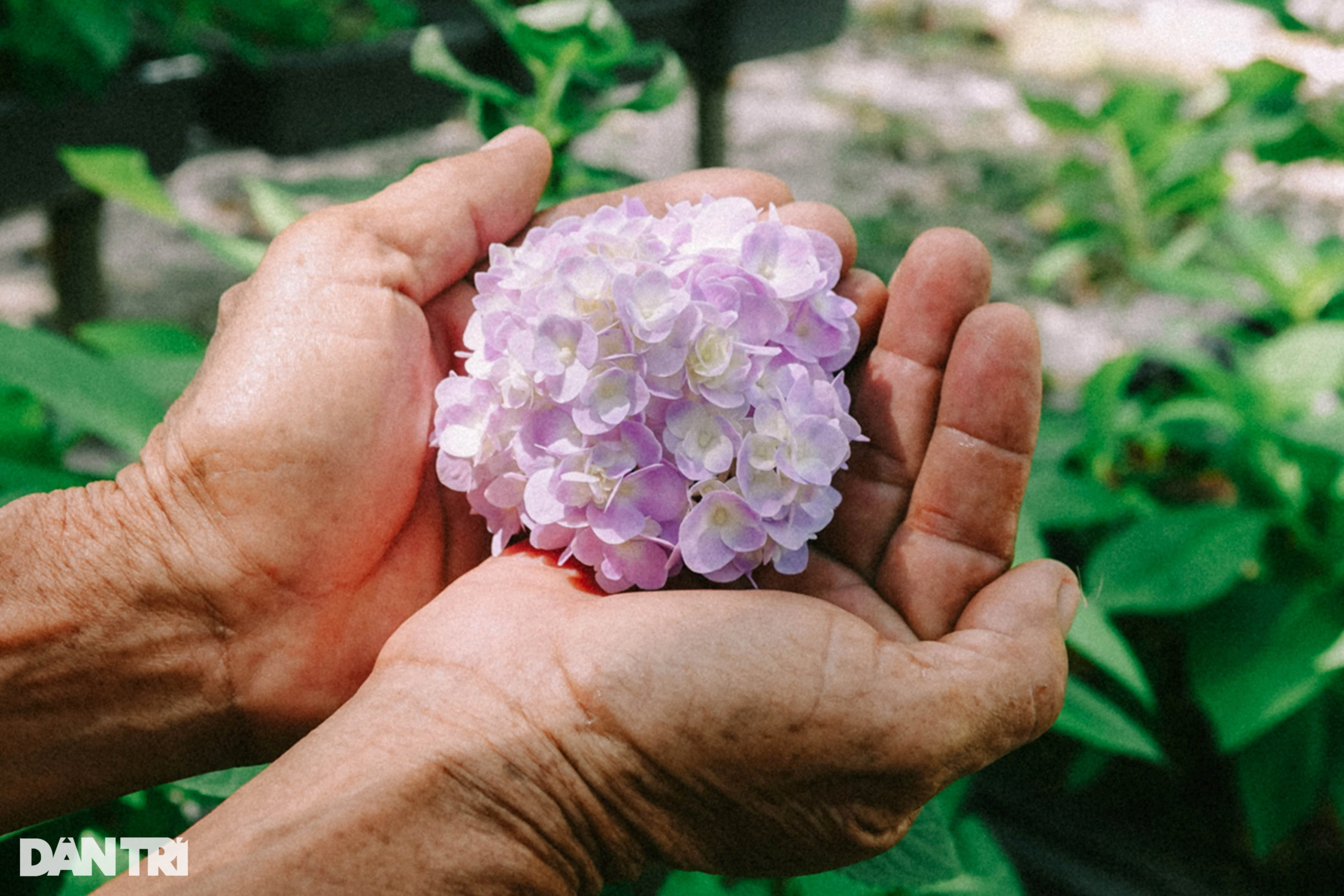 Lão nông dành hơn chục năm bắt cẩm tú cầu bén rễ ở xứ nóng - Ảnh 6.