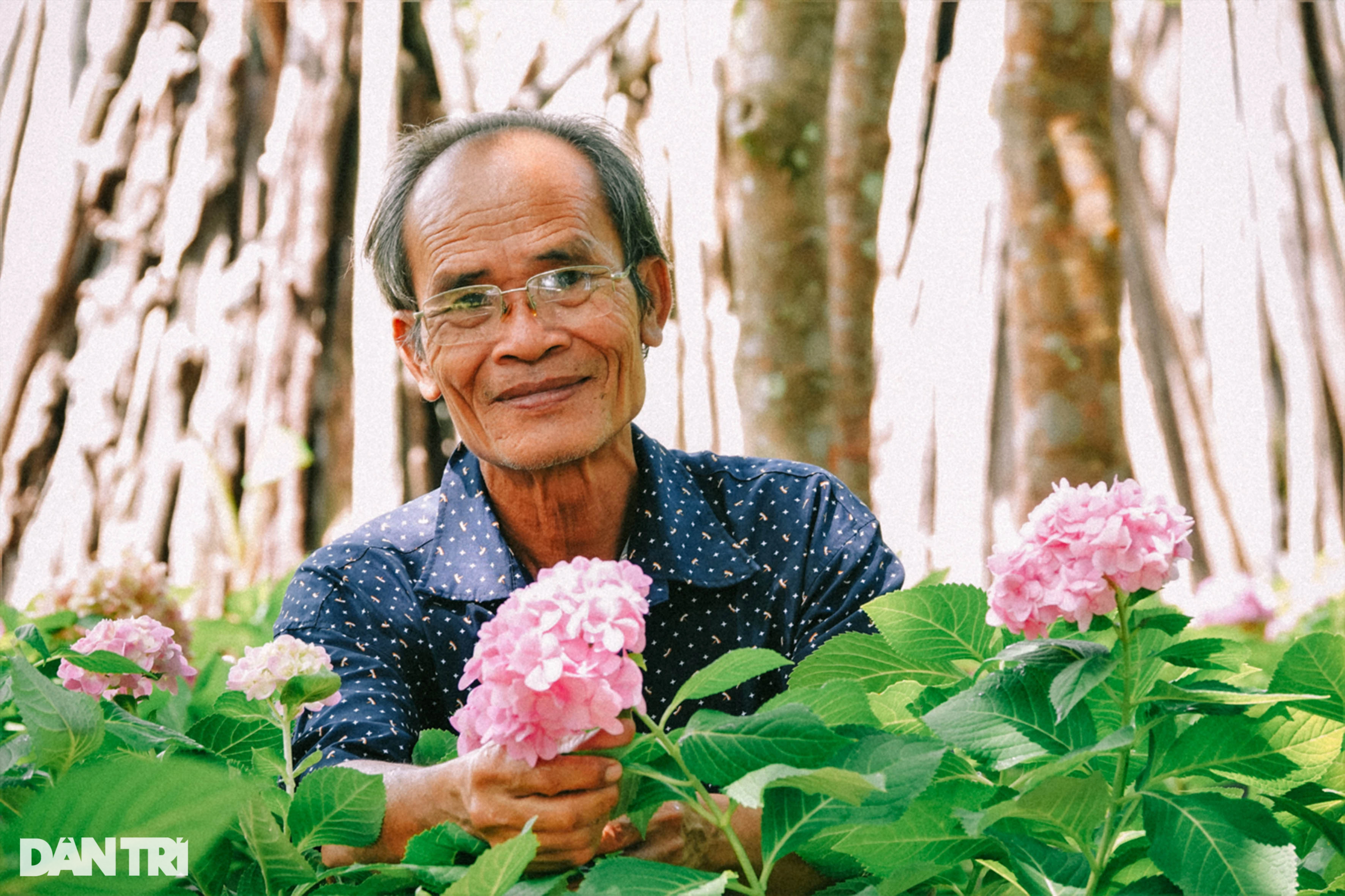 Lão nông dành hơn chục năm bắt cẩm tú cầu bén rễ ở xứ nóng - Ảnh 1.