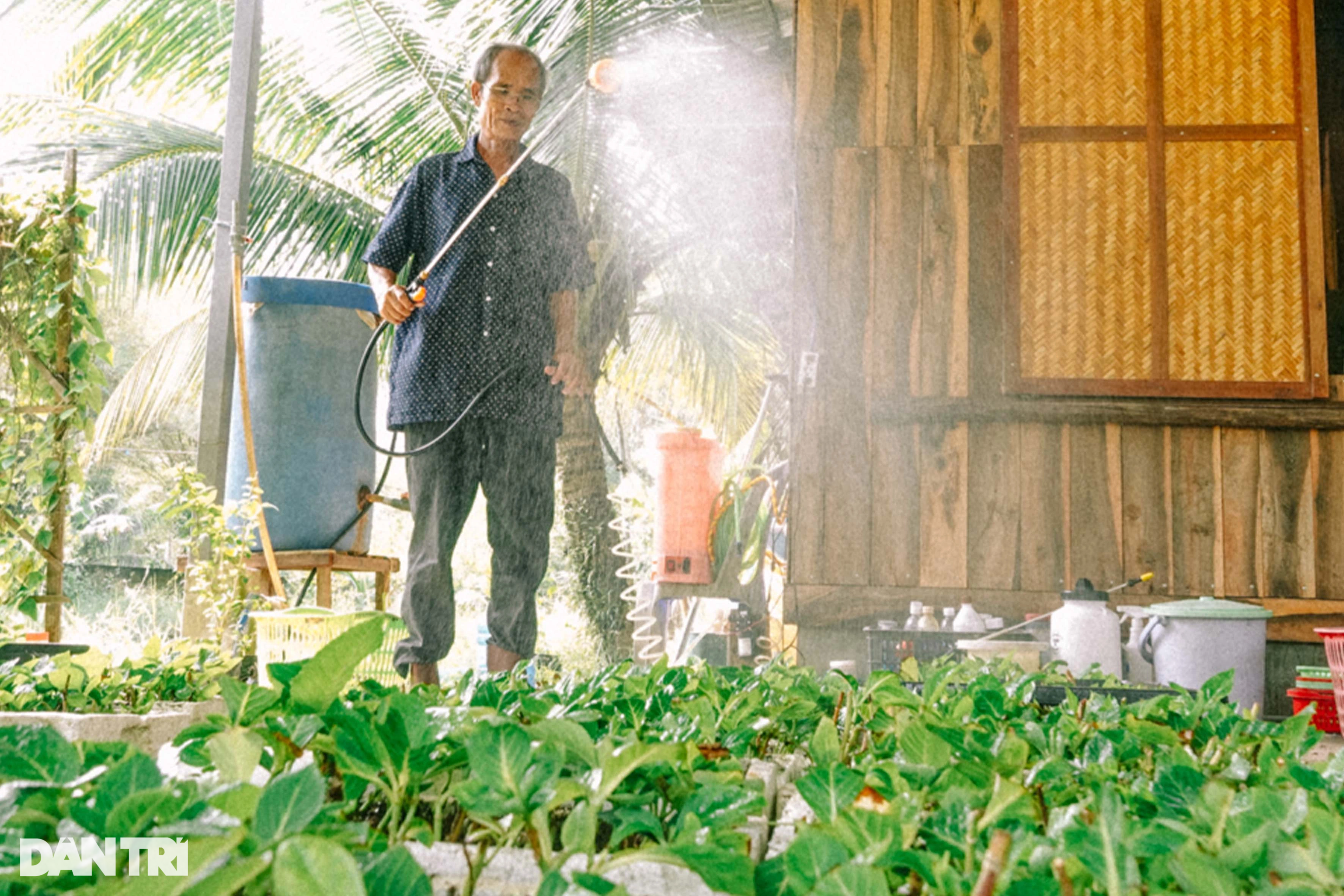 Lão nông dành hơn chục năm bắt cẩm tú cầu bén rễ ở xứ nóng - Ảnh 5.