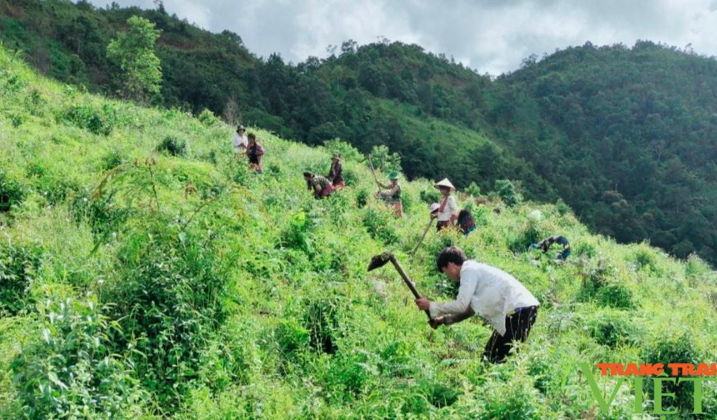 Huyện biên giới ở Lai Châu nỗ lực phát triển trồng cây quế - Ảnh 5.