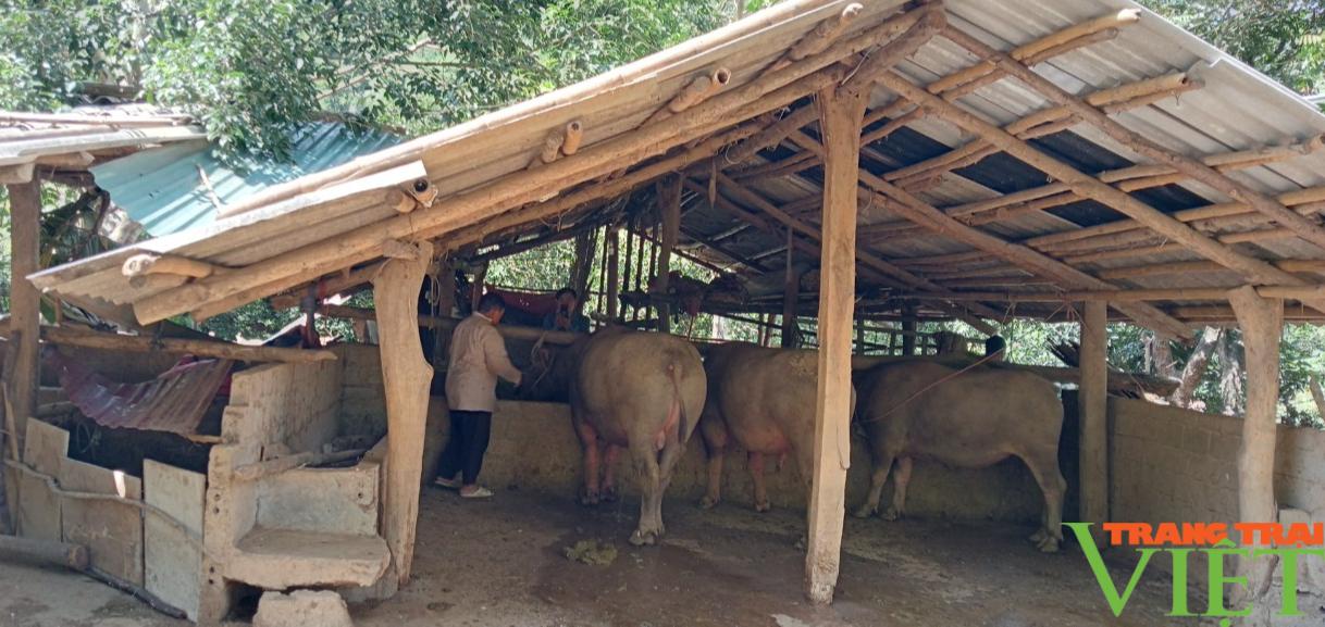 Nuôi trâu, bò nhốt chuồng, nông dân Sơn La có "Của ăn, của để" - Ảnh 2.