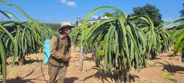 Bà Rịa-Vũng Tàu: Thanh long giá cao, nông dân phấn khởi tái đầu tư  - Ảnh 1.