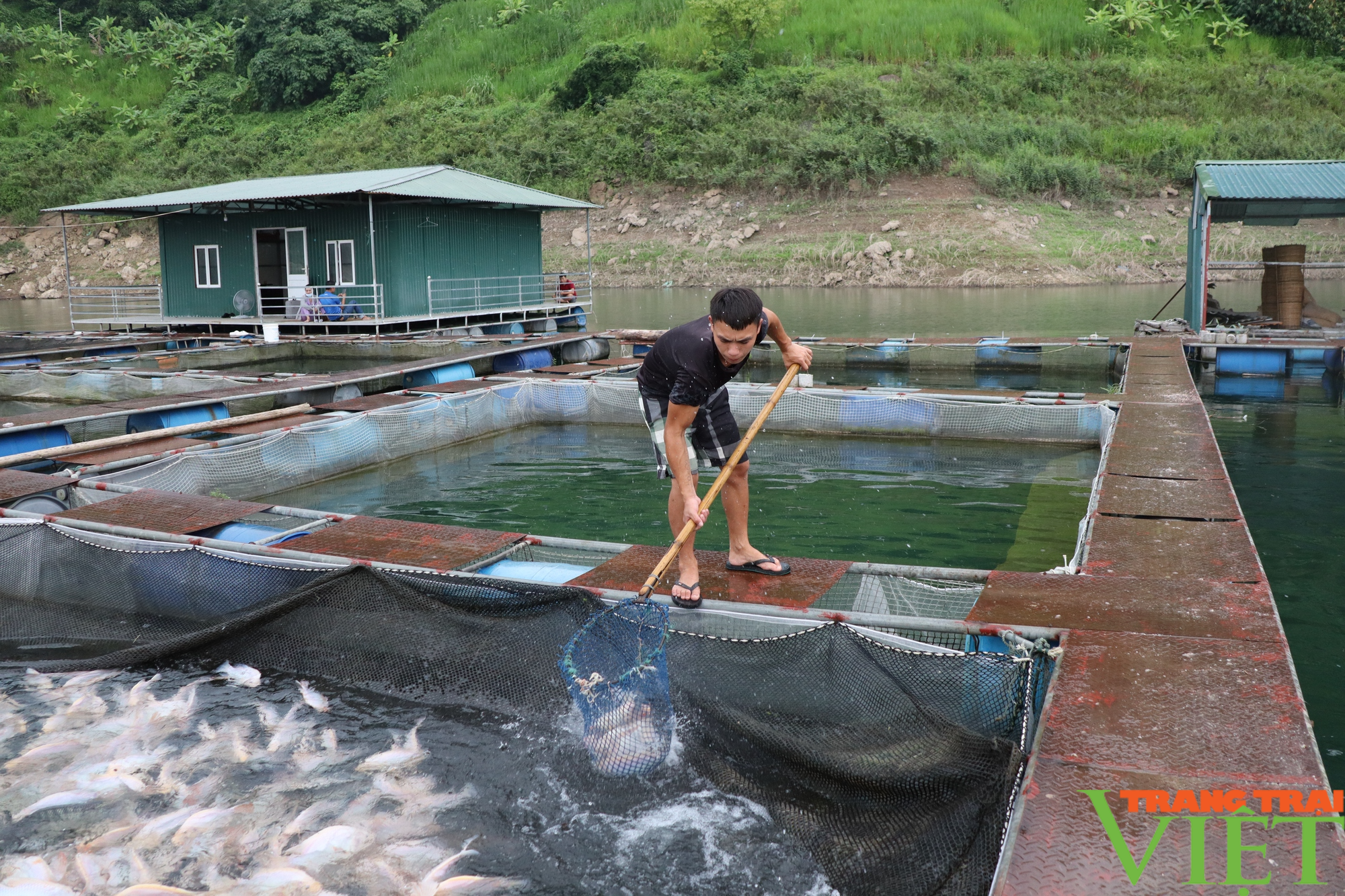 Mục sở thị trại cá lồng VietGAP lớn nhất lòng hồ Hòa Bình - Ảnh 8.