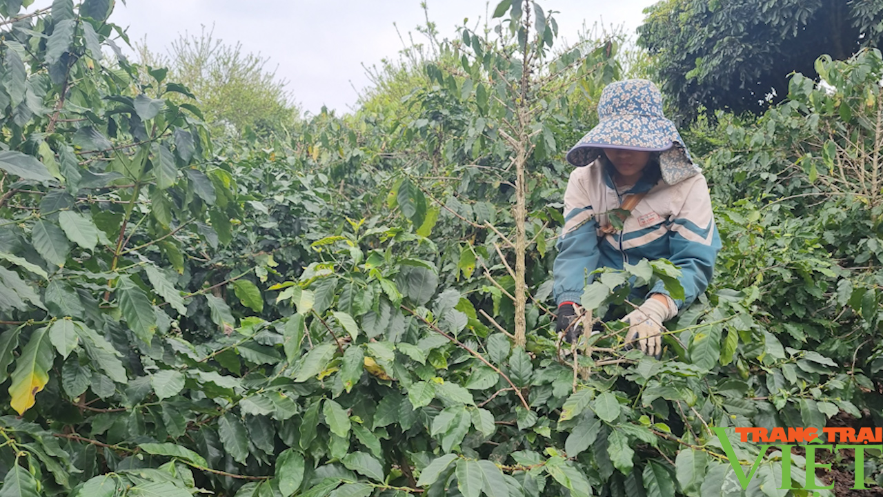 Sơn La: Hồi sinh hàng chục nghìn ha cà phê sau thu hoạch - Ảnh 5.