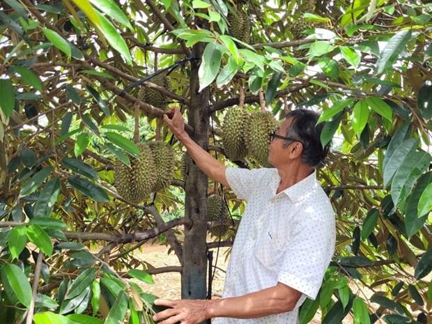 5 vung trong sau rieng cua Ba Ria - Vung Tau duoc cap ma vung hinh anh 1