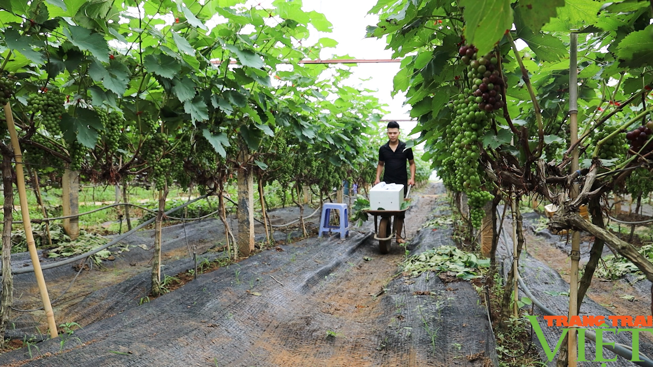 Nông dân năng động, sáng tạo trong phát triển kinh tế - Ảnh 5.