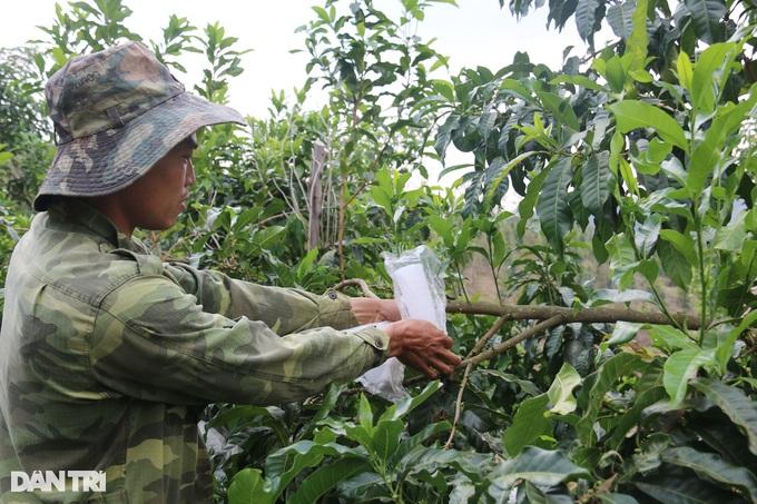 "Vỗ" vú sữa bằng tỏi ngâm rượu, nông dân trẻ thu trăm triệu mỗi năm - Ảnh 3.