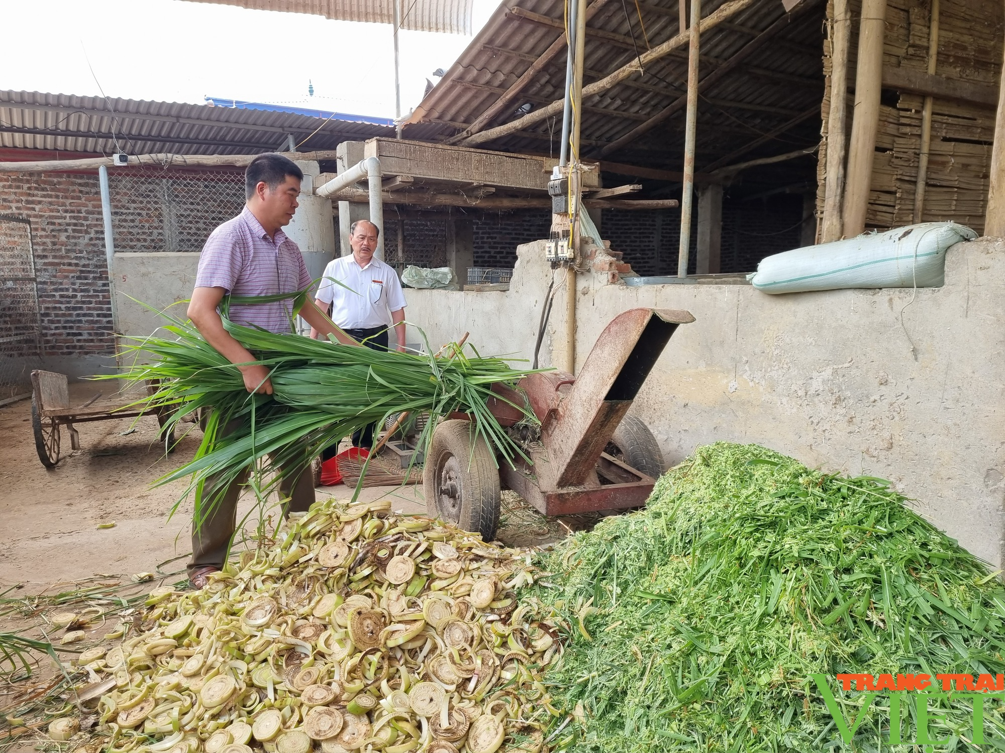 Vỗ béo trâu bò bán sang Trung Quốc, lão nông Sơn La thu tiền tỷ - Ảnh 4.