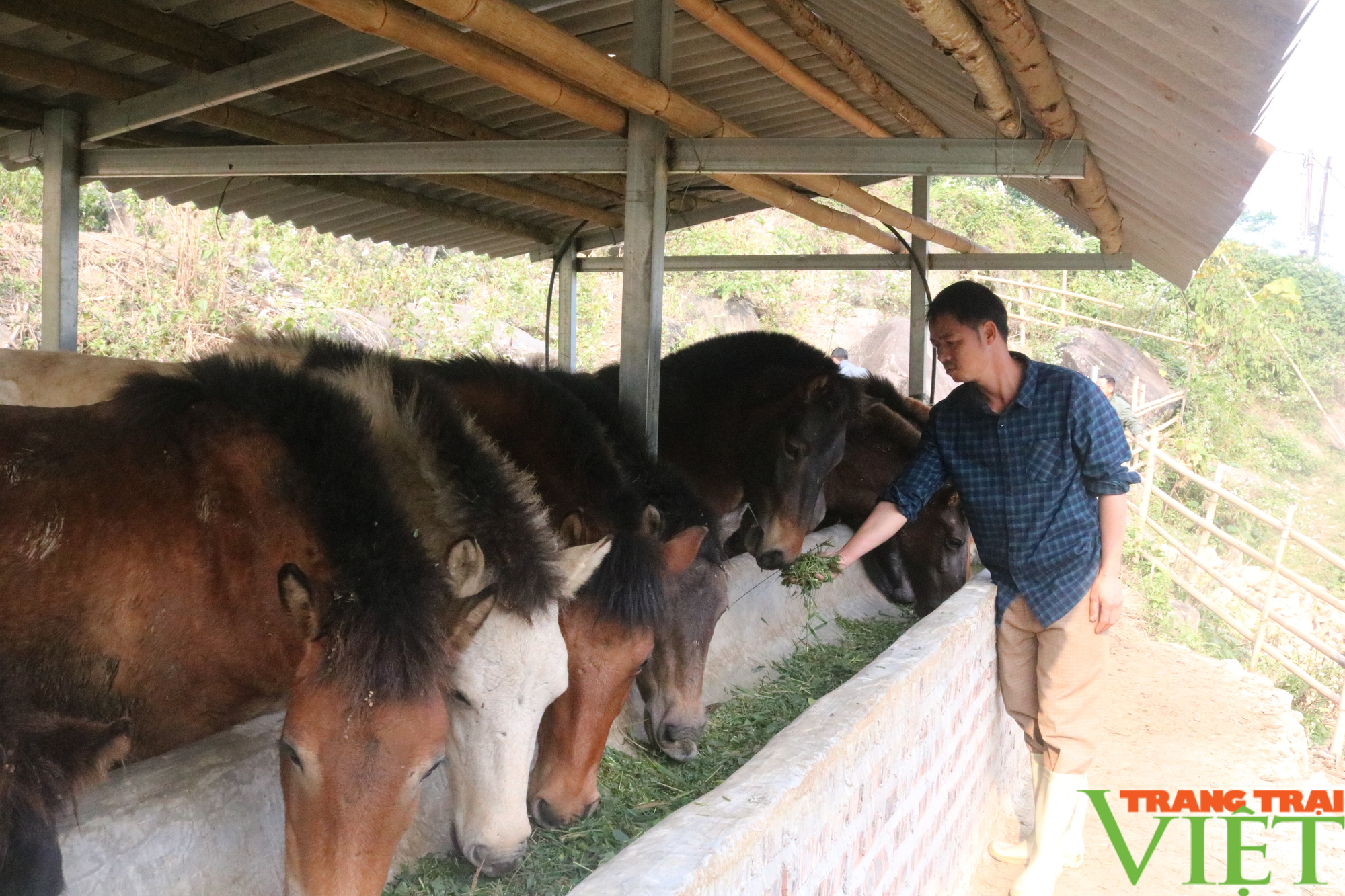 Một nông dân Lào Cai giàu lên nhờ nuôi ngựa theo hướng hàng hóa  - Ảnh 2.