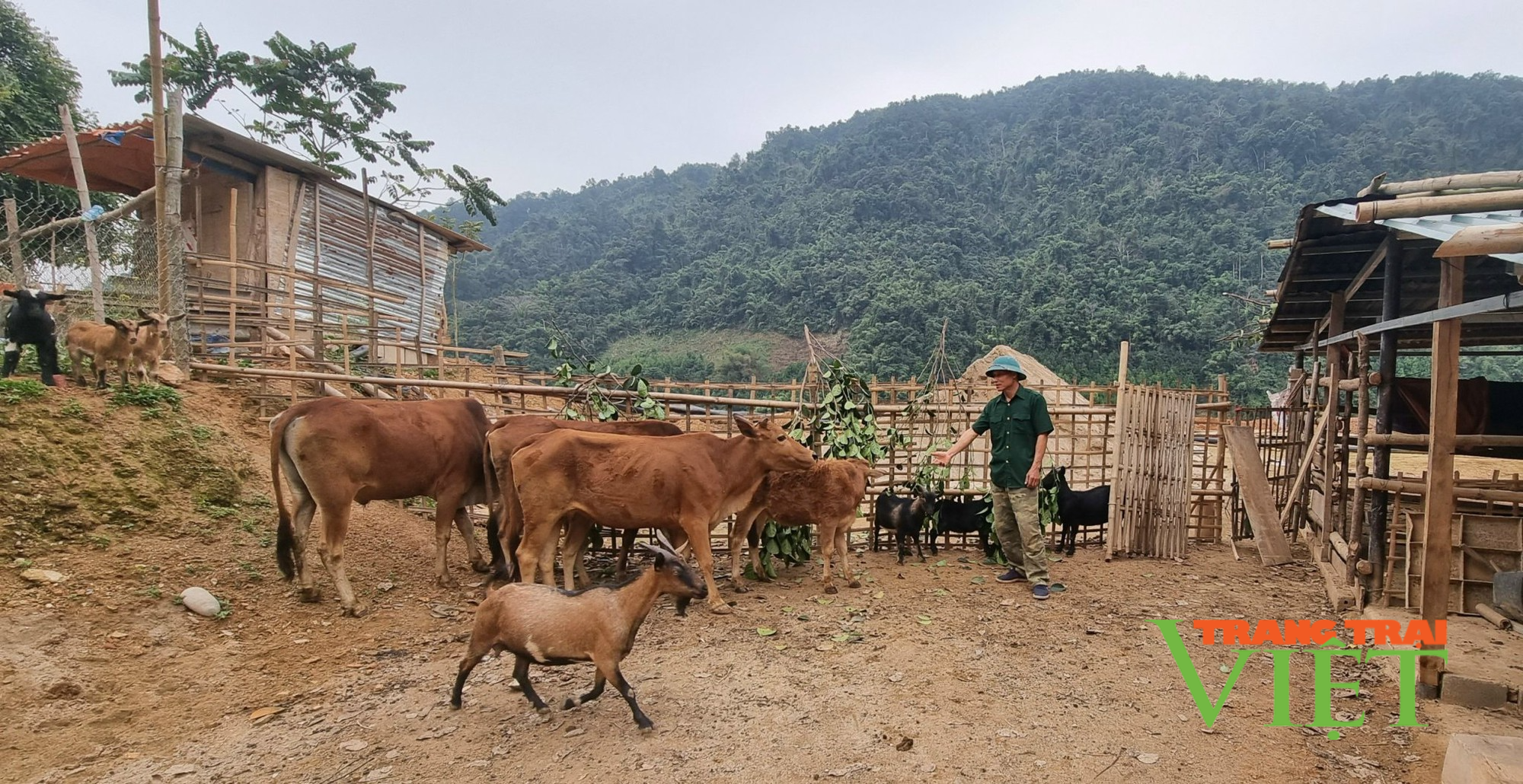 Mường Tè phát triển sản xuất nông nghiệp hàng hóa  - Ảnh 2.