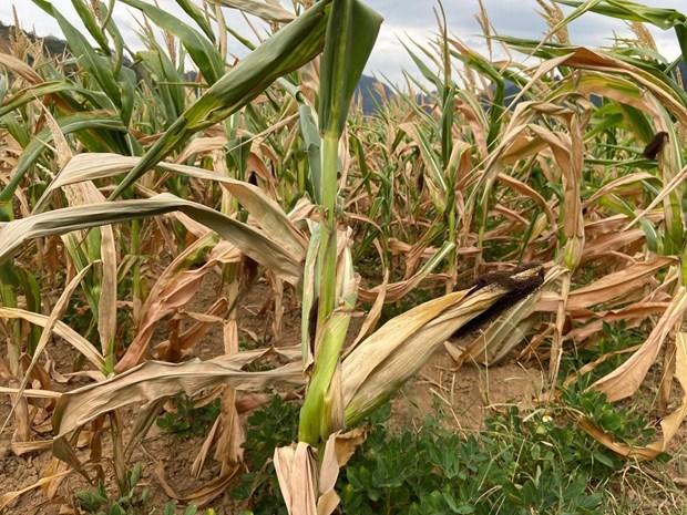 San xuat nong nghiep o Lai Chau gap kho do kho han hinh anh 2