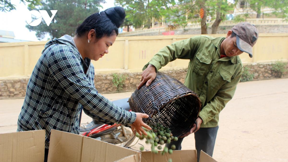 Mận hậu trái vụ được “săn đón” nhờ ứng dụng khoa học vào sản xuất - Ảnh 2.