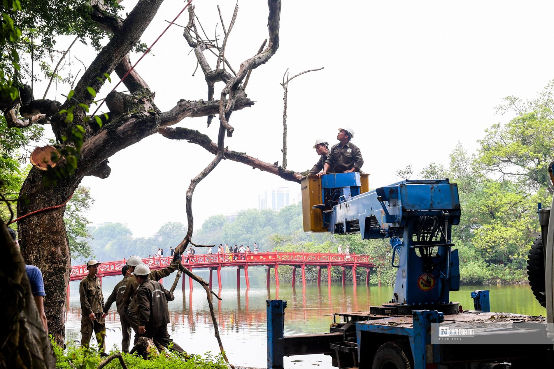 Dân sinh - Hà Nội: Tiến hành chặt 3 cây sưa ven hồ Hoàn Kiếm (Hình 10).