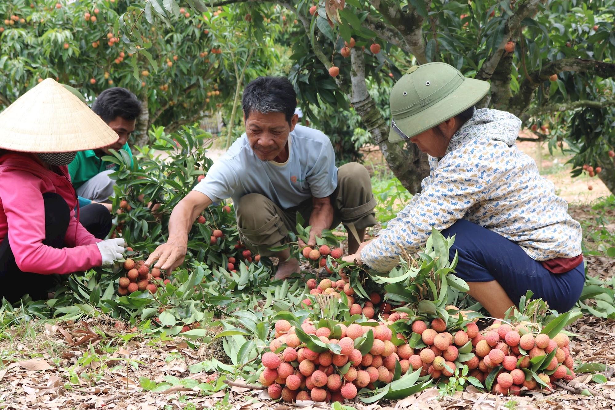 Doanh nghiệp Nhật Bản, Trung Quốc trực tiếp giám sát vải thiều xuất khẩu - Ảnh 1.