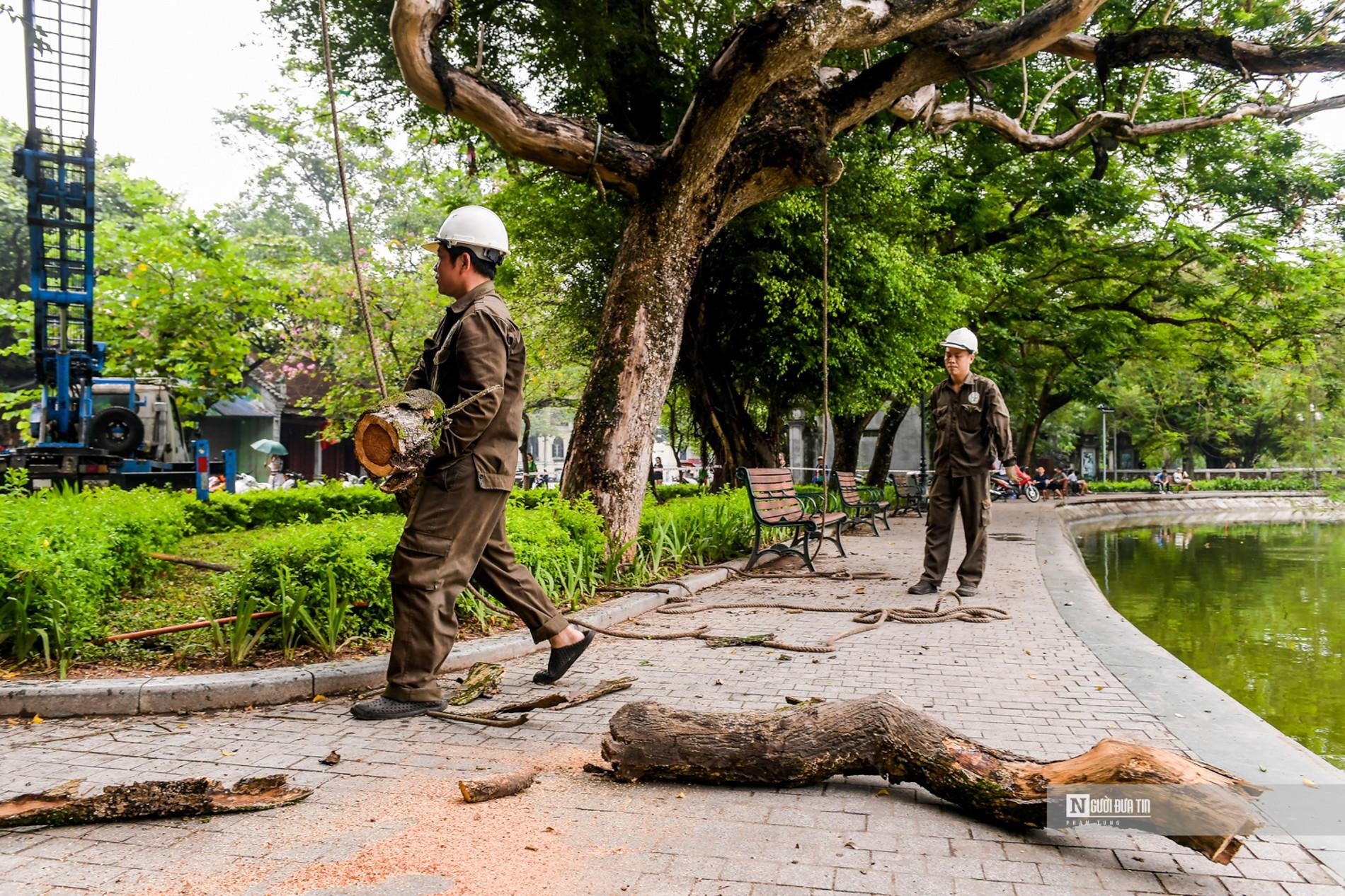 Dân sinh - Hà Nội: Tiến hành chặt 3 cây sưa ven hồ Hoàn Kiếm (Hình 9).