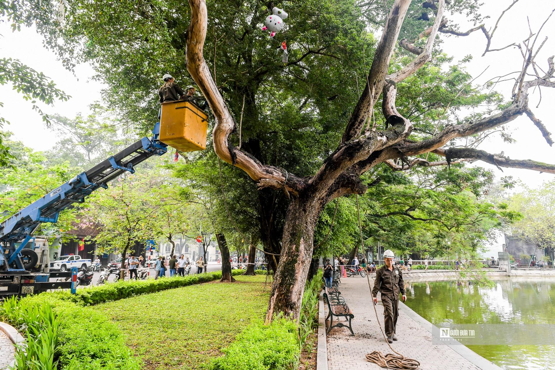 Dân sinh - Hà Nội: Tiến hành chặt 3 cây sưa ven hồ Hoàn Kiếm (Hình 11).