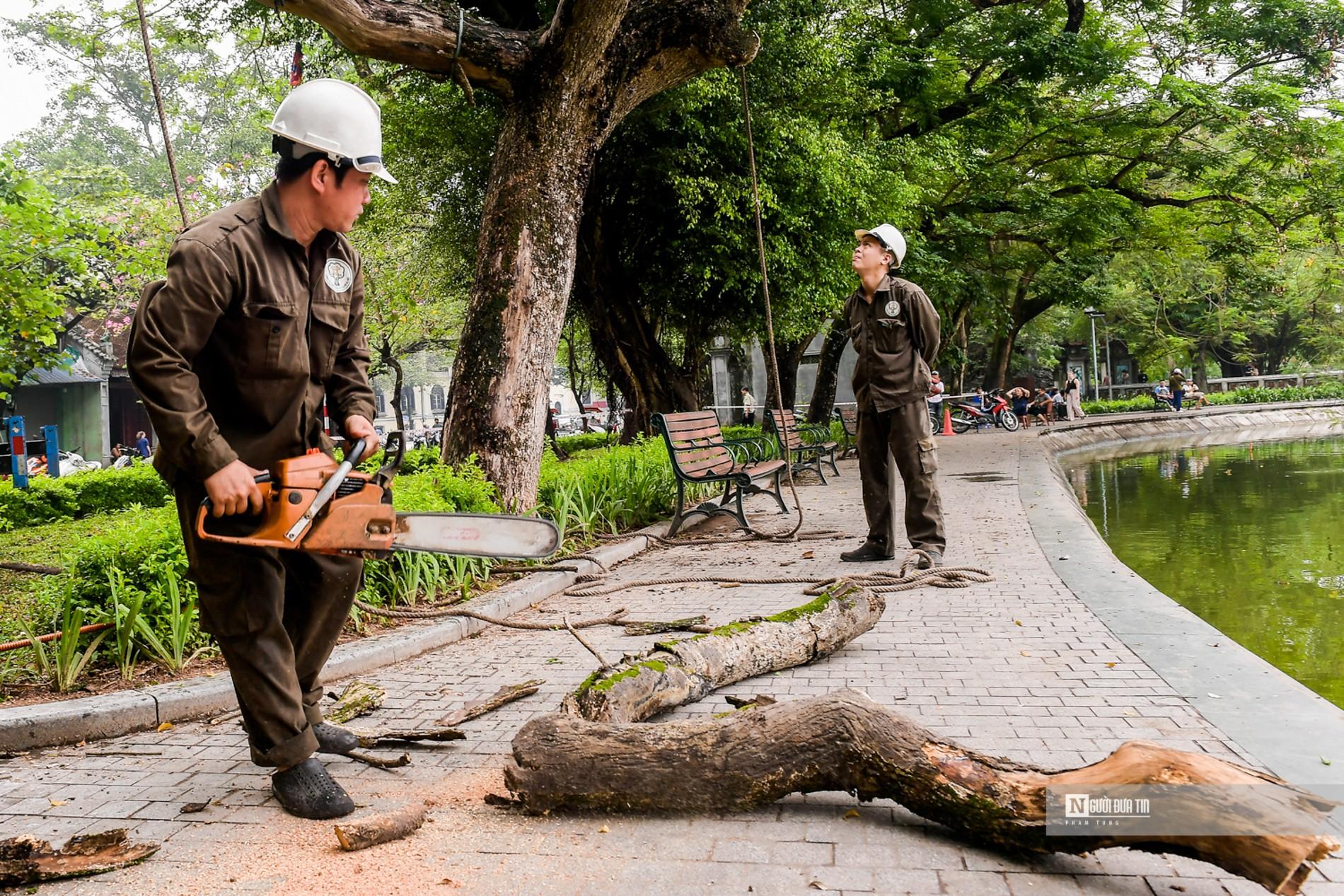 Dân sinh - Hà Nội: Tiến hành chặt 3 cây sưa ven hồ Hoàn Kiếm (Hình 7).