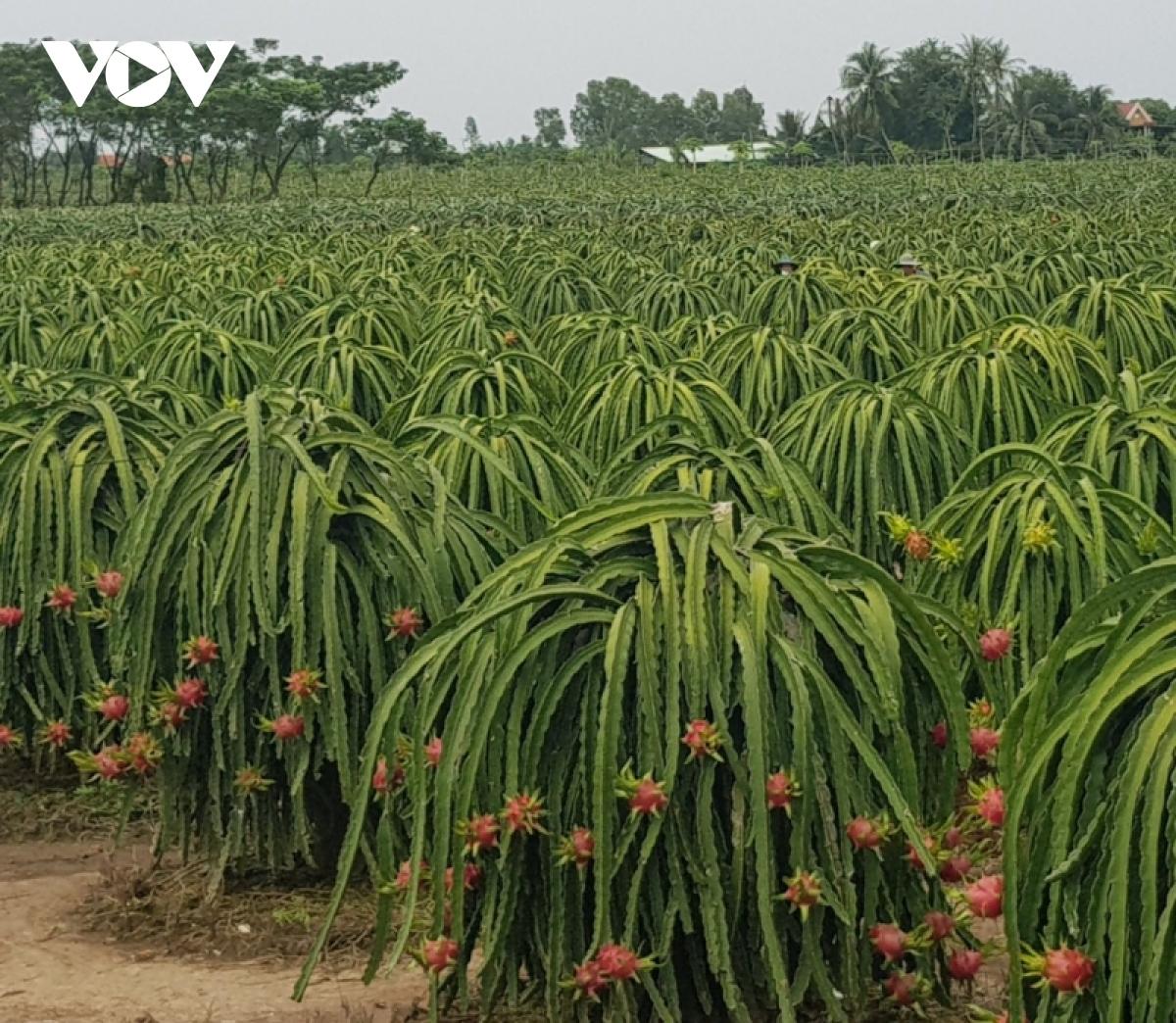 Đầu mùa mưa nhiều loại trái cây tăng giá hút hàng - Ảnh 1.